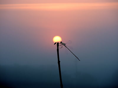 silhouette of damselfly during golden hour thumbnail