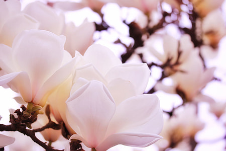 closeup photography of white petaled flowers thumbnail