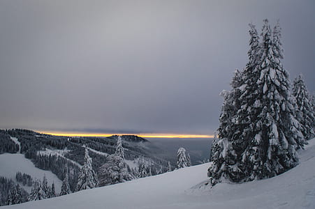 pine trees on mountain during winter season thumbnail