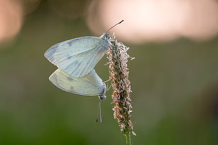 two veined-white butterflies on flower thumbnail