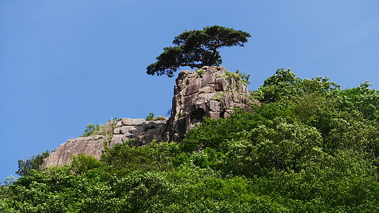 tree on rock thumbnail