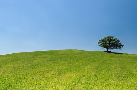 photography of green tree on green grassy field during daytime thumbnail
