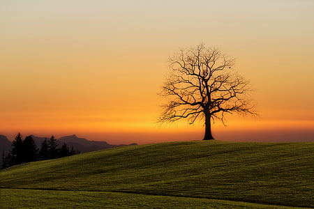 bare tree on hill thumbnail