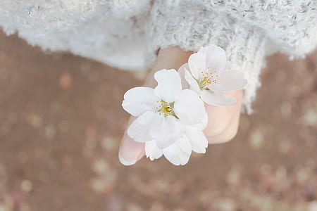 selective focus photography of person holding cluster of two white petaled flowers thumbnail