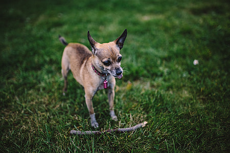 Small dogs on the grass thumbnail