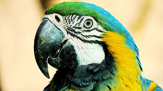 green, teal, and yellow bird during daytime thumbnail