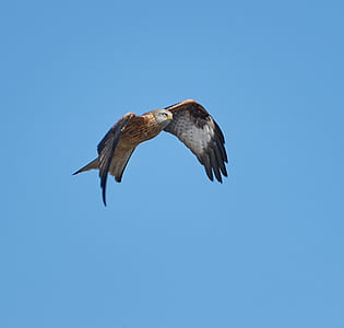 shallow focus photography of hawk in air thumbnail