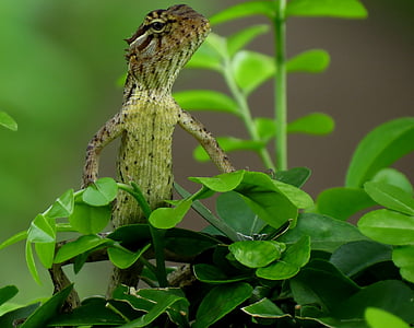 closeup photo of gray lizard thumbnail