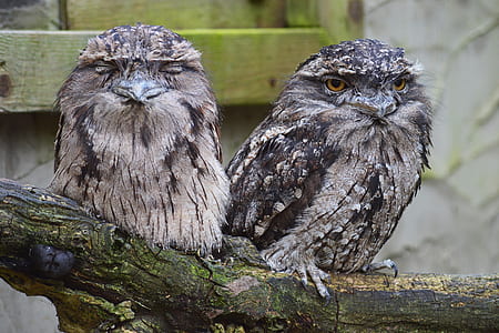 two gray birds on tree branch thumbnail