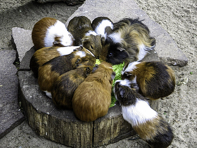A group of Guinea Pigs Feeding - Cavia porcellus thumbnail