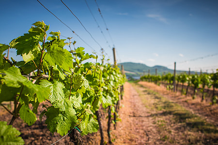 Vineyard: Waiting For The First Grapes thumbnail