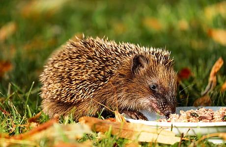 brown animal eating on white plate thumbnail