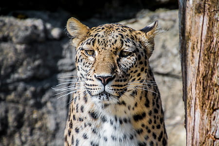 leopard beside tree thumbnail