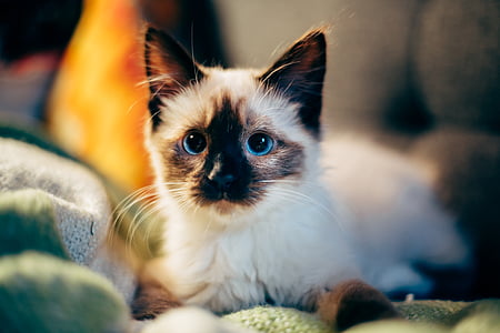cat sitting on textiles thumbnail