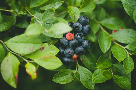 blueberry fruit thumbnail