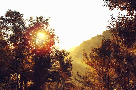 light, dawn, nature, sky thumbnail