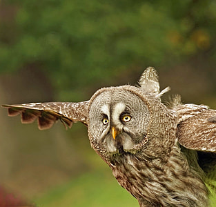 closeup photography of brown and grey owl at daytime thumbnail