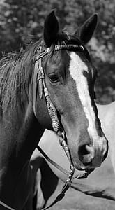grayscale photography of horse thumbnail