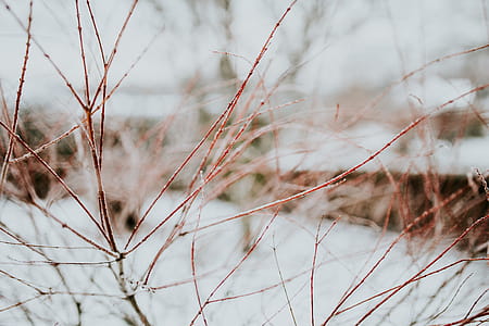 Close-ups of snowy trees thumbnail