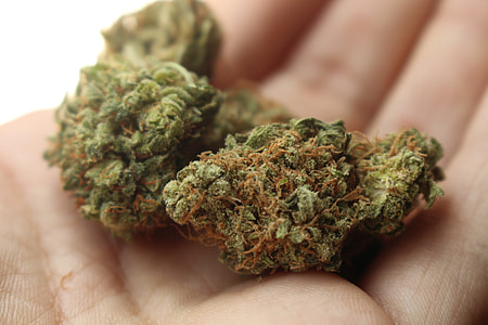 person holding marijuana buds thumbnail
