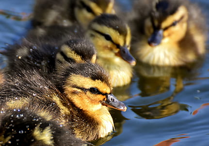 black-and-yellow ducklings close-up photo thumbnail