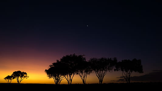 seven silhoutte of trees near open field at nighttime thumbnail