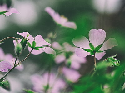 closeup photo of pink petaled flowers thumbnail