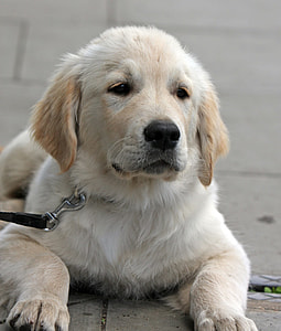 yellow Labrador Retriever on gray concrete pavement thumbnail