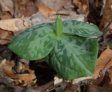 Trillium With Flower Bud, Wildflower thumbnail