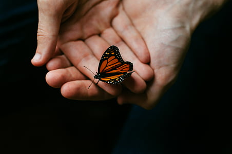 person holding brown and black butterfly thumbnail