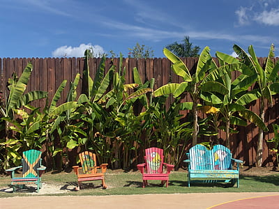 four unoccupied patio armchairs near banana trees thumbnail