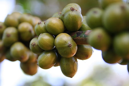 green fruit closeup photo thumbnail