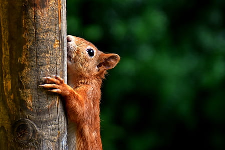 brown chipmunk on brown wood during daytime thumbnail