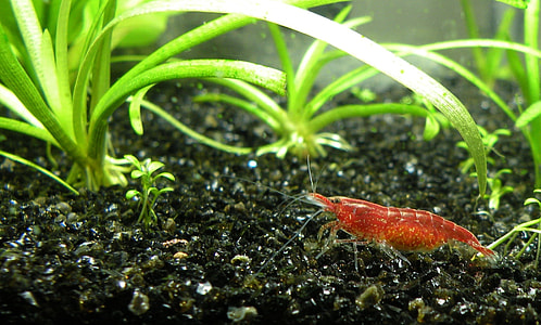 red prawn thumbnail