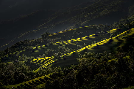 aerial photography of field terraces surrounded with green trees thumbnail