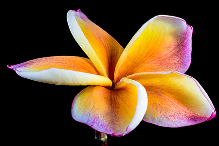 shallow focus photography of yellow and purple petaled flowers thumbnail