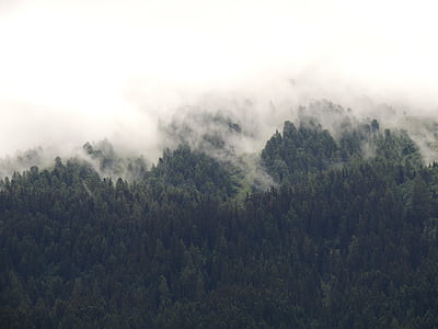green trees surrounded by fogs during daytime thumbnail