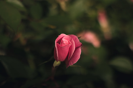 selective photo of pink rose in bloom thumbnail