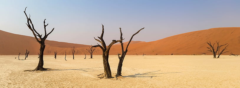 brown tree on desert thumbnail