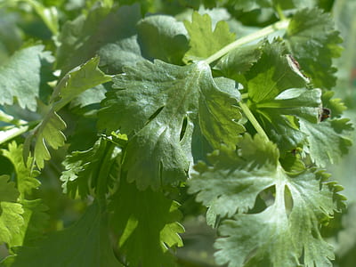 selective focus photography of green leafed plant thumbnail