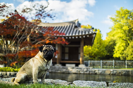 adult fawn pug sitting on grass outdoor thumbnail