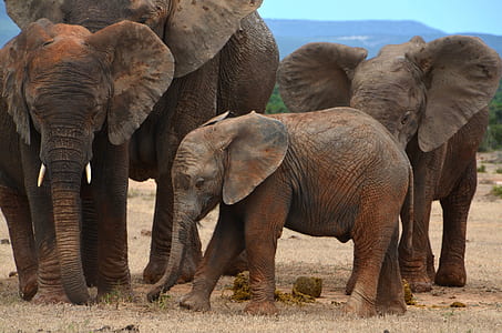 herd of elephants thumbnail