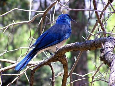 blue bird on tree branch thumbnail