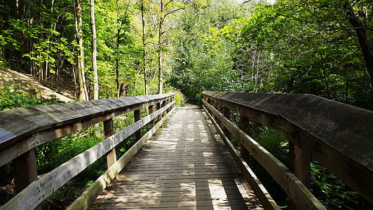 brown wooden bridge surrounded by trees thumbnail