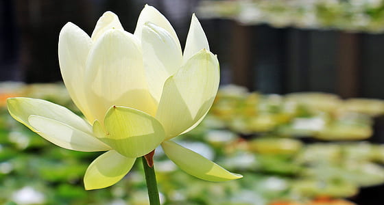 shallow focus photography of white flower thumbnail
