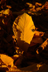 Chestnut Leaf, Chestnut Leaves thumbnail