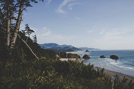 sea across green plants thumbnail