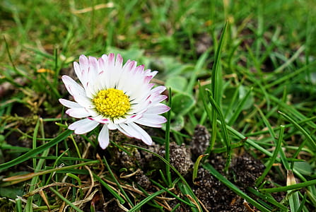 selective focus photography of white daisy flower thumbnail