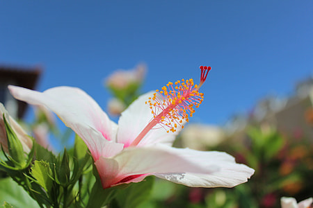 close-up photo of pink and white hibiscus flower on bloom thumbnail