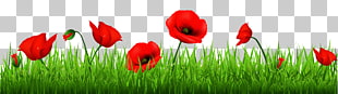 Poppy Flowers Common poppy Armistice Day , Grass with Beautiful Poppies , red common poppy flowers PNG clipart